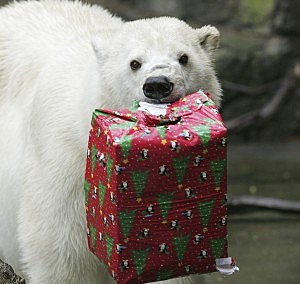 Animals At San Francisco Zoo Receive Edible Holiday Treats