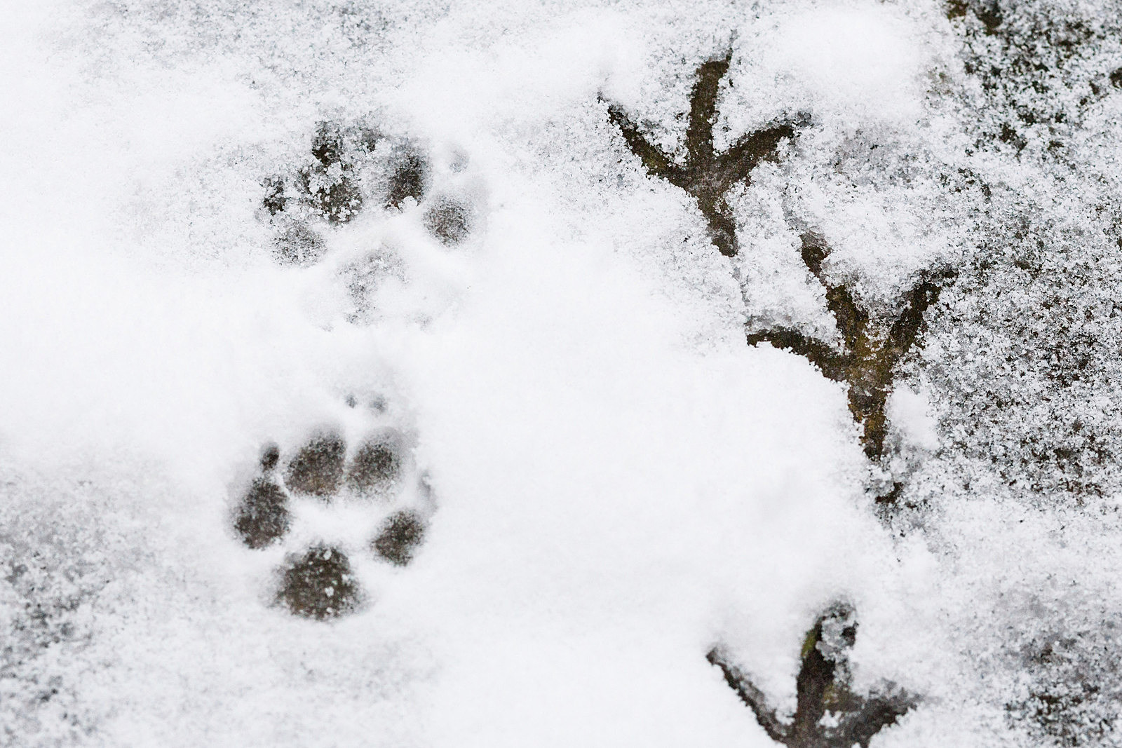 A dog and large bird footprints in the snow