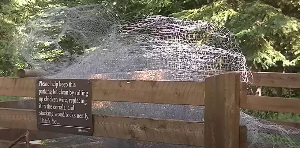 No, You Do Not Need to Wrap Your Car in Chicken Wire in New York