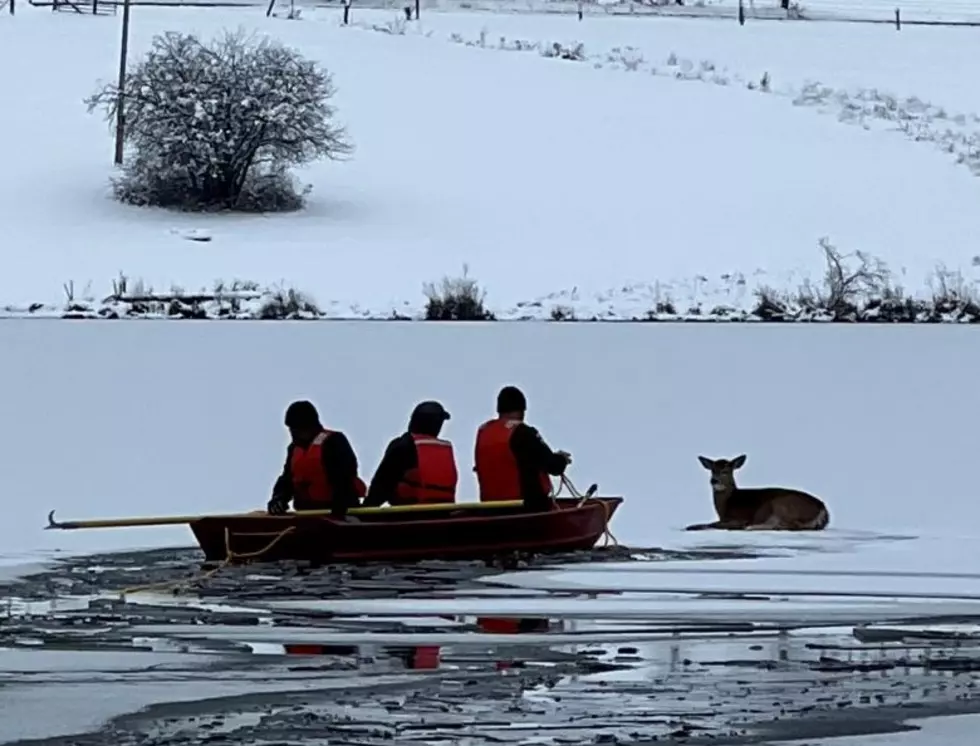 New York State DEC Deer And Human Rescue In Delhi